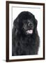 Newfoundland Dog-null-Framed Photographic Print
