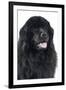 Newfoundland Dog-null-Framed Photographic Print