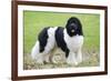 Newfoundland Dog-null-Framed Photographic Print