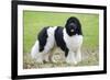 Newfoundland Dog-null-Framed Photographic Print