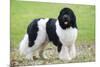 Newfoundland Dog-null-Mounted Photographic Print