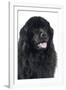 Newfoundland Dog-null-Framed Photographic Print