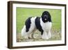 Newfoundland Dog-null-Framed Photographic Print