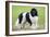 Newfoundland Dog-null-Framed Photographic Print