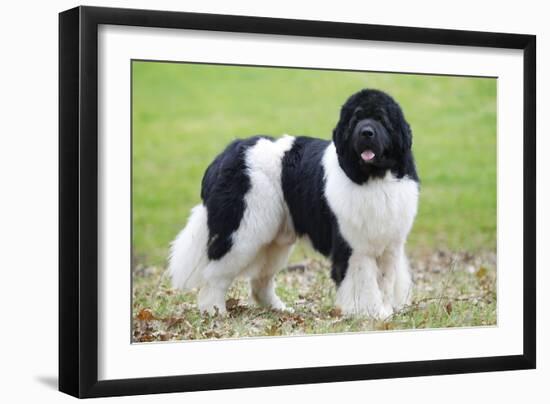 Newfoundland Dog-null-Framed Photographic Print