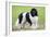 Newfoundland Dog-null-Framed Photographic Print