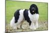 Newfoundland Dog-null-Mounted Photographic Print