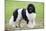 Newfoundland Dog-null-Mounted Photographic Print