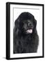 Newfoundland Dog-null-Framed Photographic Print