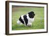 Newfoundland Dog-null-Framed Photographic Print