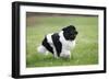 Newfoundland Dog-null-Framed Photographic Print