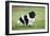 Newfoundland Dog-null-Framed Photographic Print