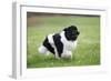 Newfoundland Dog-null-Framed Photographic Print