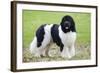 Newfoundland Dog-null-Framed Photographic Print