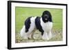 Newfoundland Dog-null-Framed Photographic Print