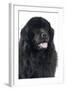 Newfoundland Dog-null-Framed Photographic Print