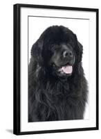 Newfoundland Dog-null-Framed Photographic Print