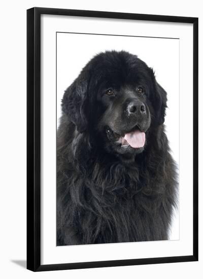 Newfoundland Dog-null-Framed Photographic Print