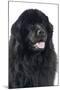 Newfoundland Dog-null-Mounted Photographic Print