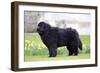 Newfoundland Dog-null-Framed Photographic Print