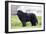 Newfoundland Dog-null-Framed Photographic Print