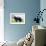 Newfoundland Dog-null-Framed Photographic Print displayed on a wall