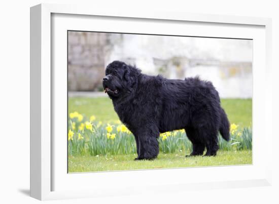 Newfoundland Dog-null-Framed Photographic Print