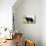 Newfoundland Dog-null-Mounted Photographic Print displayed on a wall