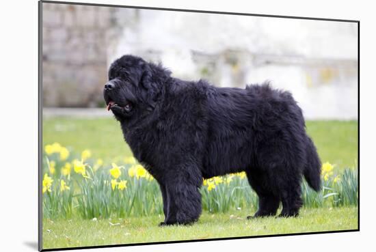 Newfoundland Dog-null-Mounted Photographic Print