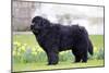 Newfoundland Dog-null-Mounted Photographic Print