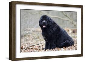 Newfoundland Dog-null-Framed Photographic Print