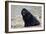 Newfoundland Dog-null-Framed Photographic Print