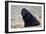 Newfoundland Dog-null-Framed Photographic Print