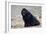 Newfoundland Dog-null-Framed Photographic Print