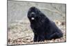 Newfoundland Dog-null-Mounted Photographic Print