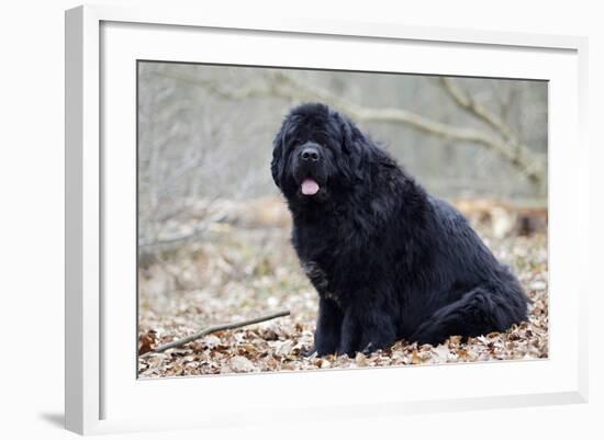 Newfoundland Dog-null-Framed Photographic Print