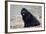 Newfoundland Dog-null-Framed Photographic Print