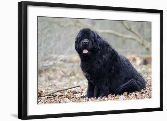 Newfoundland Dog-null-Framed Photographic Print