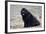 Newfoundland Dog-null-Framed Photographic Print