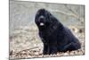 Newfoundland Dog-null-Mounted Photographic Print