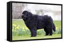 Canvas Black