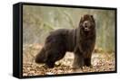 Canvas Black