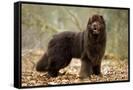 Canvas Black