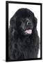 Gramercy Black