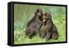 Newfoundland Dogs-null-Framed Stretched Canvas