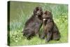 Newfoundland Dogs-null-Stretched Canvas