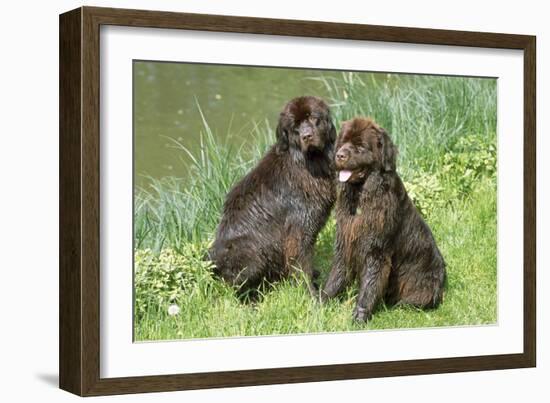 Newfoundland Dogs-null-Framed Photographic Print