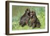 Newfoundland Dogs-null-Framed Photographic Print