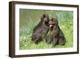 Newfoundland Dogs-null-Framed Photographic Print