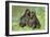 Newfoundland Dogs-null-Framed Photographic Print